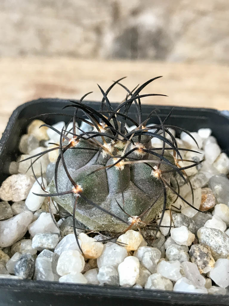 SHPR6961 Copiapoa griseoviolacea PHA 2296, South of Freirina, Chile