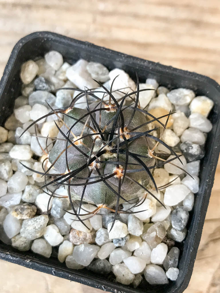 SHPR6961 Copiapoa griseoviolacea PHA 2296, South of Freirina, Chile - Image 3