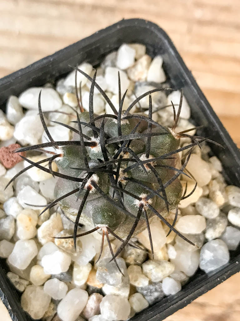 SHPR6961 Copiapoa griseoviolacea PHA 2296, South of Freirina, Chile - Image 4