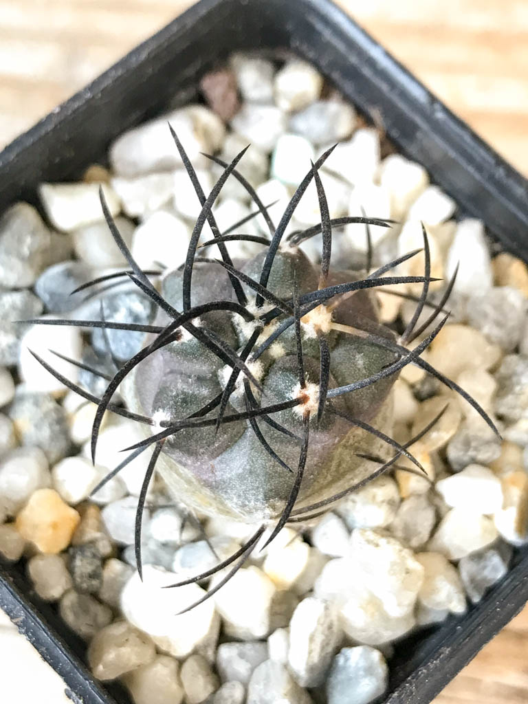 SHPR6961 Copiapoa griseoviolacea PHA 2296, South of Freirina, Chile - Image 5