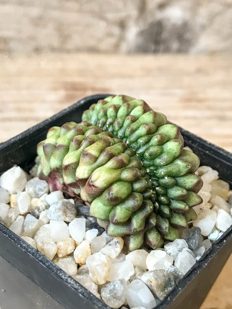 SHPR6966 Gymnocalycium hybrid 'inermis' f. cristata – Bild 2