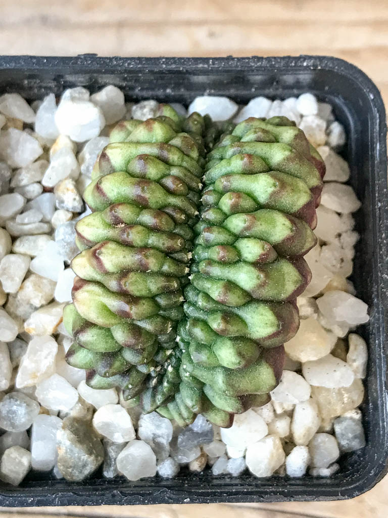 SHPR6966 Gymnocalycium hybrid 'inermis' f. cristata