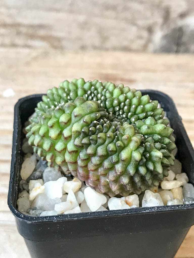 SHPR6968 Gymnocalycium hybrid 'inermis' f. cristata - Image 2