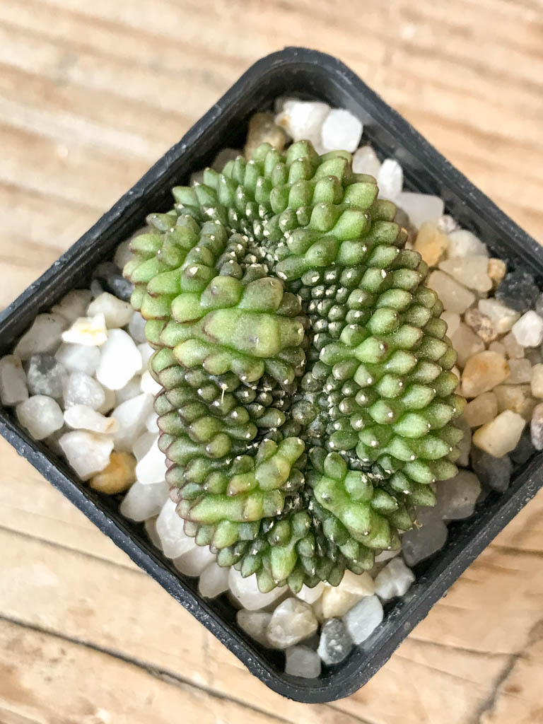 SHPR6968 Gymnocalycium hybrid 'inermis' f. cristata
