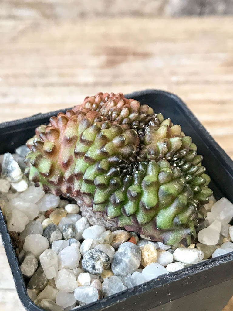 SHPR6969 Gymnocalycium hybrid 'inermis' f. cristata - Image 2