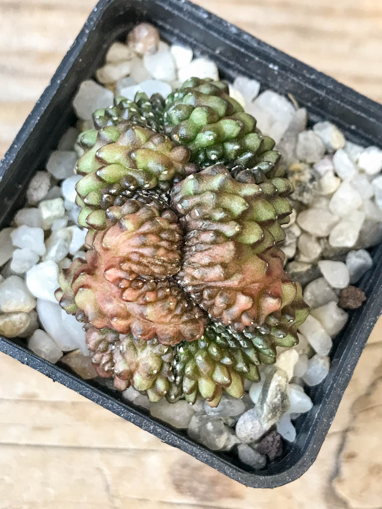 SHPR6969 Gymnocalycium hybrid 'inermis' f. cristata