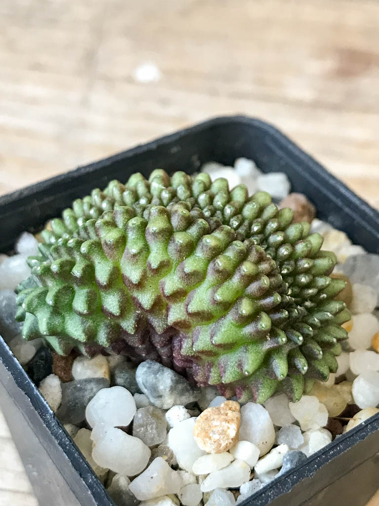 SHPR6970 Gymnocalycium hybrid 'inermis' f. cristata - Image 2