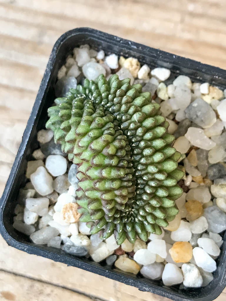 SHPR6970 Gymnocalycium hybrid 'inermis' f. cristata