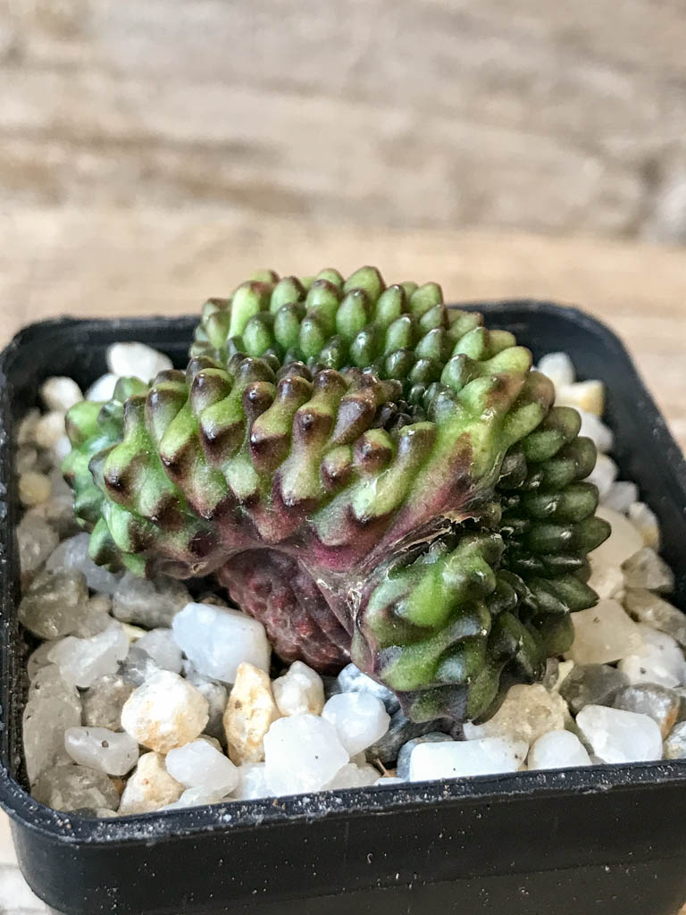 SHPR6972 Gymnocalycium hybrid 'inermis' f. cristata - Image 2