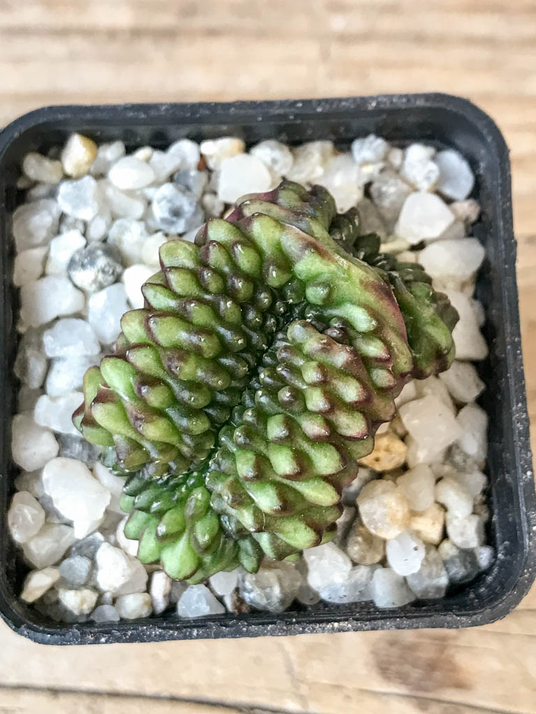 SHPR6972 Gymnocalycium hybrid 'inermis' f. cristata