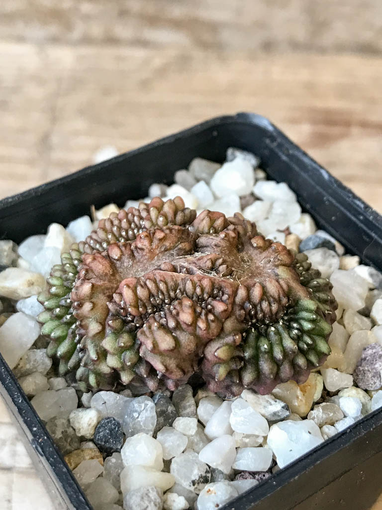 SHPR6973 Gymnocalycium hybrid 'inermis' f. cristata - Imagen 2