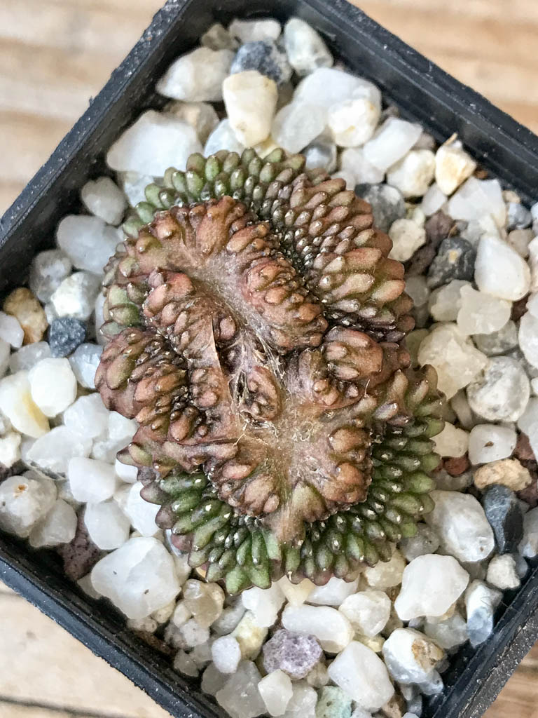 SHPR6973 Gymnocalycium hybrid 'inermis' f. cristata