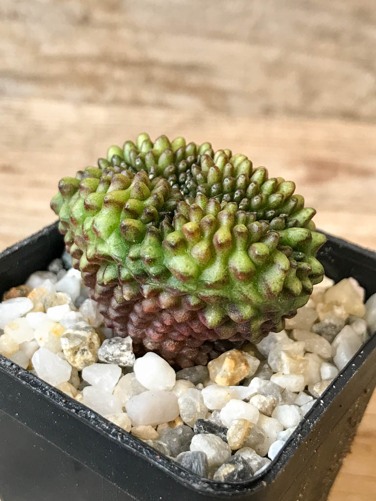 SHPR6975 Gymnocalycium hybrid 'inermis' f. cristata - immagine 2