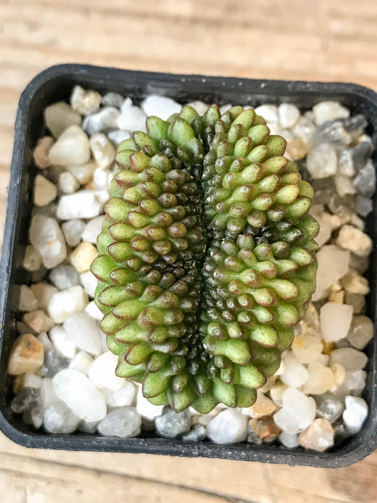 SHPR6975 Gymnocalycium hybrid 'inermis' f. cristata
