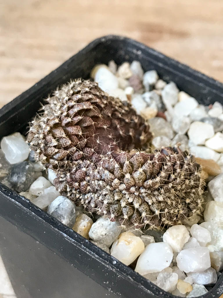 SHPR6976 Gymnocalycium mihanovichii f. cristata