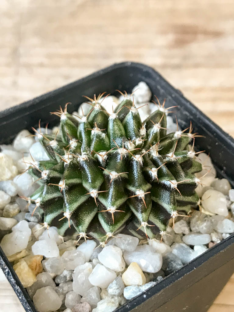 SHPR6977 Gymnocalycium mihanovichii f. cristata - Image 2