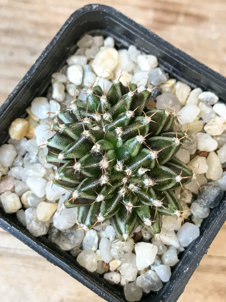 SHPR6977 Gymnocalycium mihanovichii f. cristata