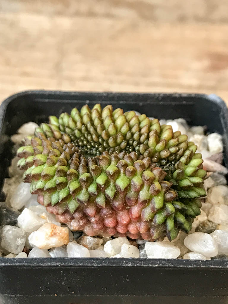 SHPR6980 Gymnocalycium hybrid 'inermis' f. cristata - Image 2
