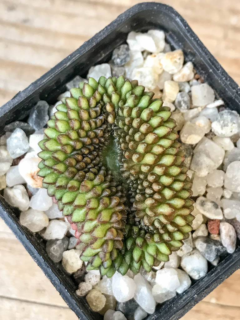 SHPR6980 Gymnocalycium hybrid 'inermis' f. cristata