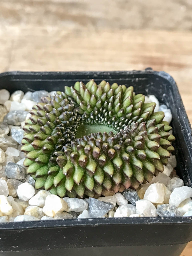 SHPR6982 Gymnocalycium hybrid 'inermis' f. cristata - Image 2