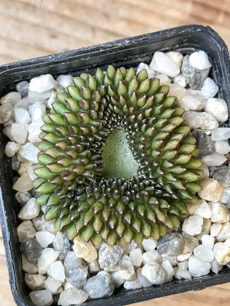 SHPR6982 Gymnocalycium hybrid 'inermis' f. cristata