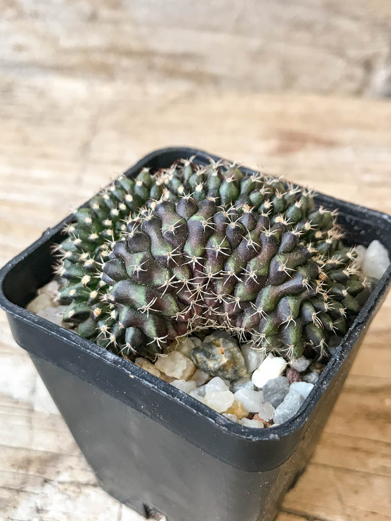 SHPR6986 Gymnocalycium mihanovichii f. cristata - Image 2