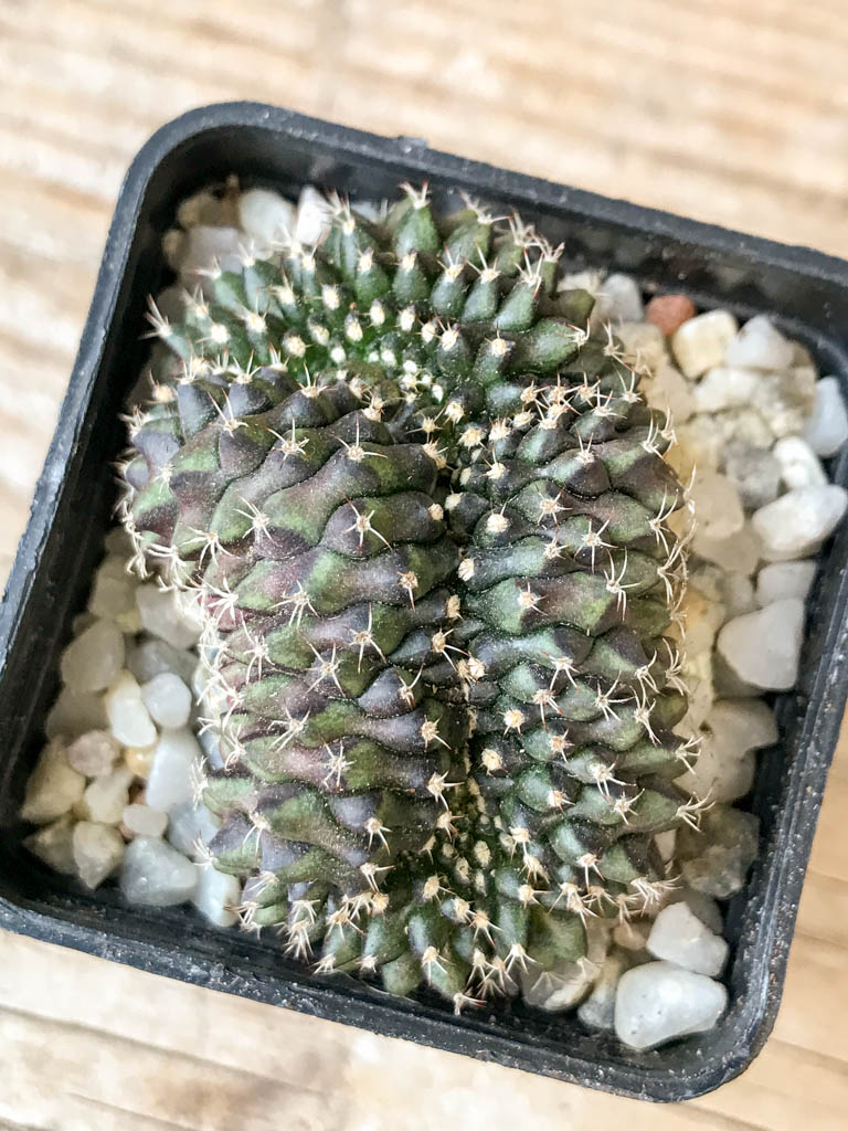 SHPR6986 Gymnocalycium mihanovichii f. cristata