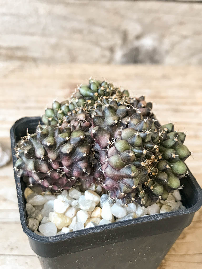 SHPR6987 Gymnocalycium mihanovichii f. cristata - Image 2