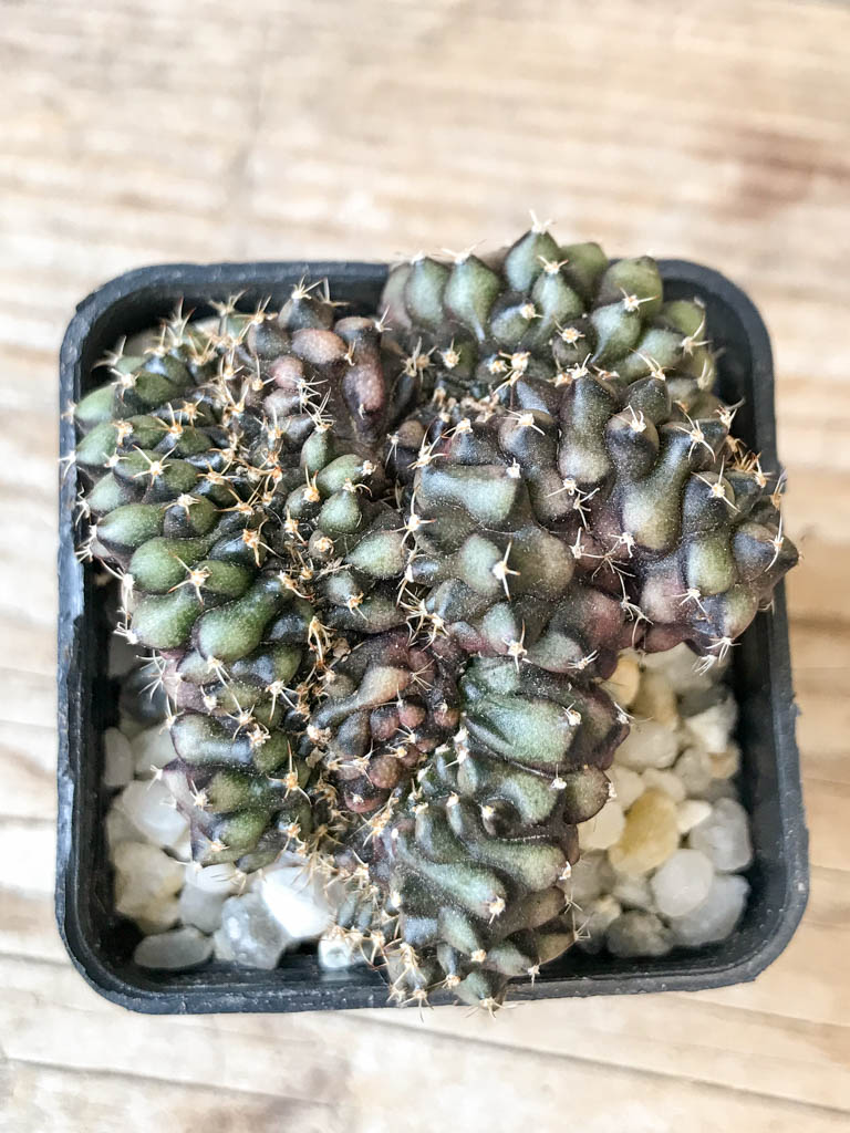 SHPR6987 Gymnocalycium mihanovichii f. cristata