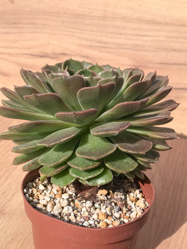 SHPR6992 Echeveria 'Brown Rose' - Obrázek 2