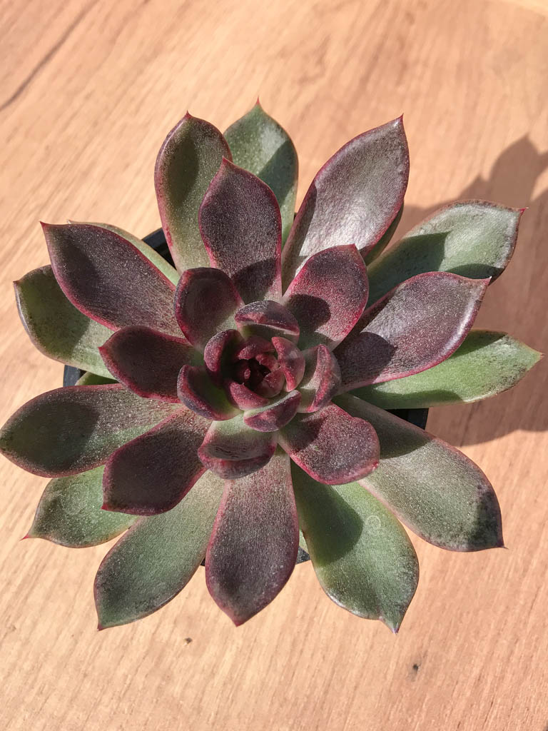 SHPR6994 Echeveria "Black Rose"