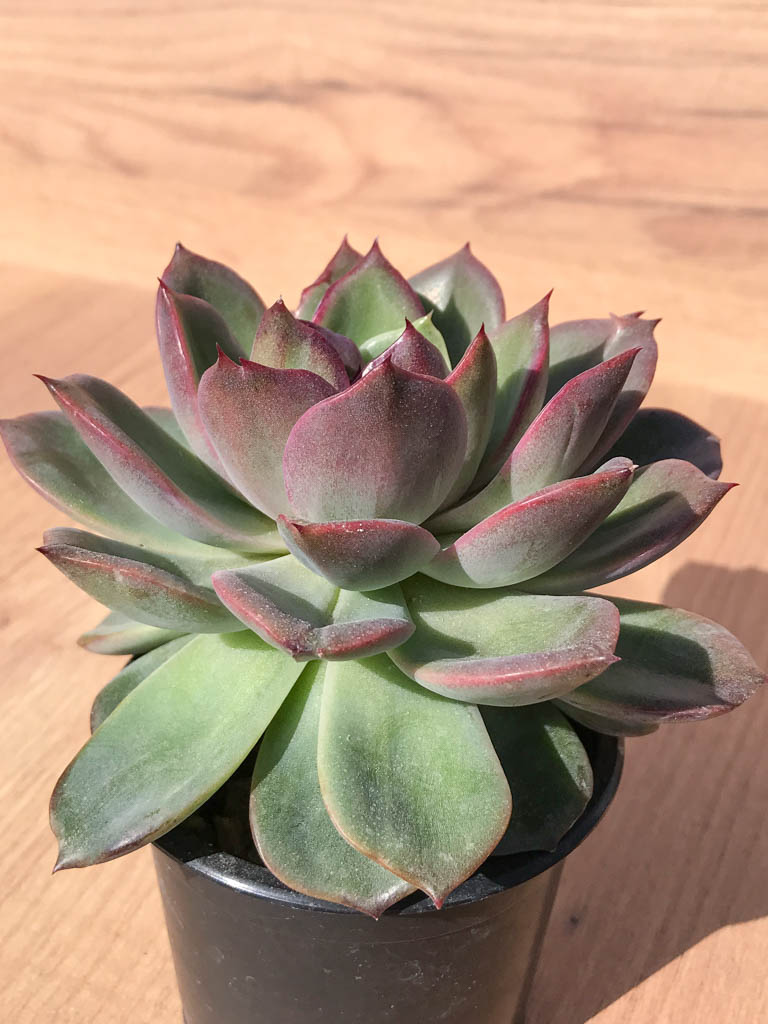 SHPR6995 Echeveria agavoides `Bloody Mary` - Image 2