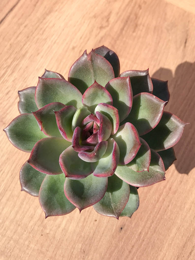 SHPR6995 Echeveria agavoides `Bloody Mary`
