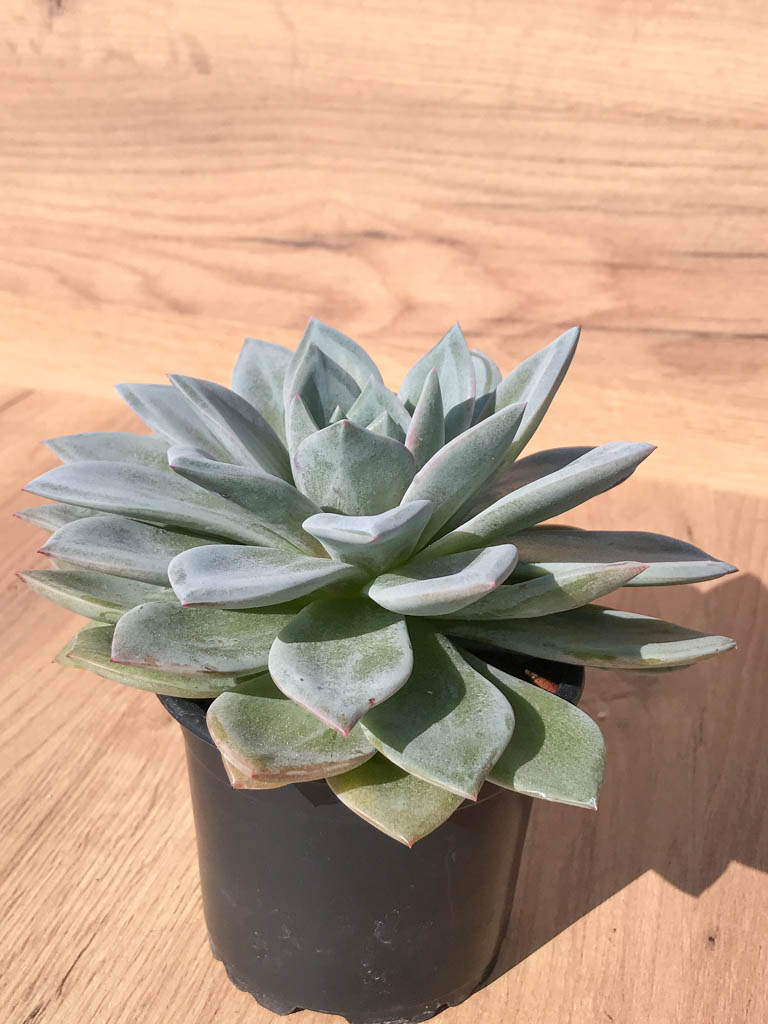 SHPR6996 Echeveria ‘Pink Champagne’ x Laui - Image 2