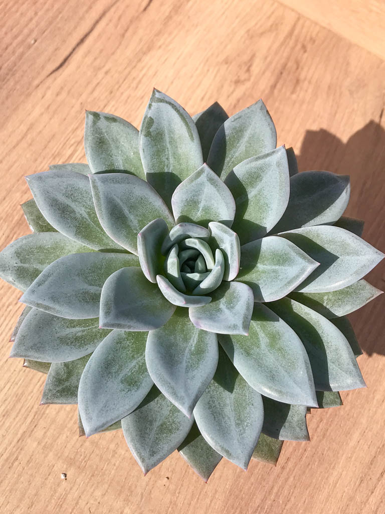 SHPR6996 Echeveria ‘Pink Champagne’ x Laui