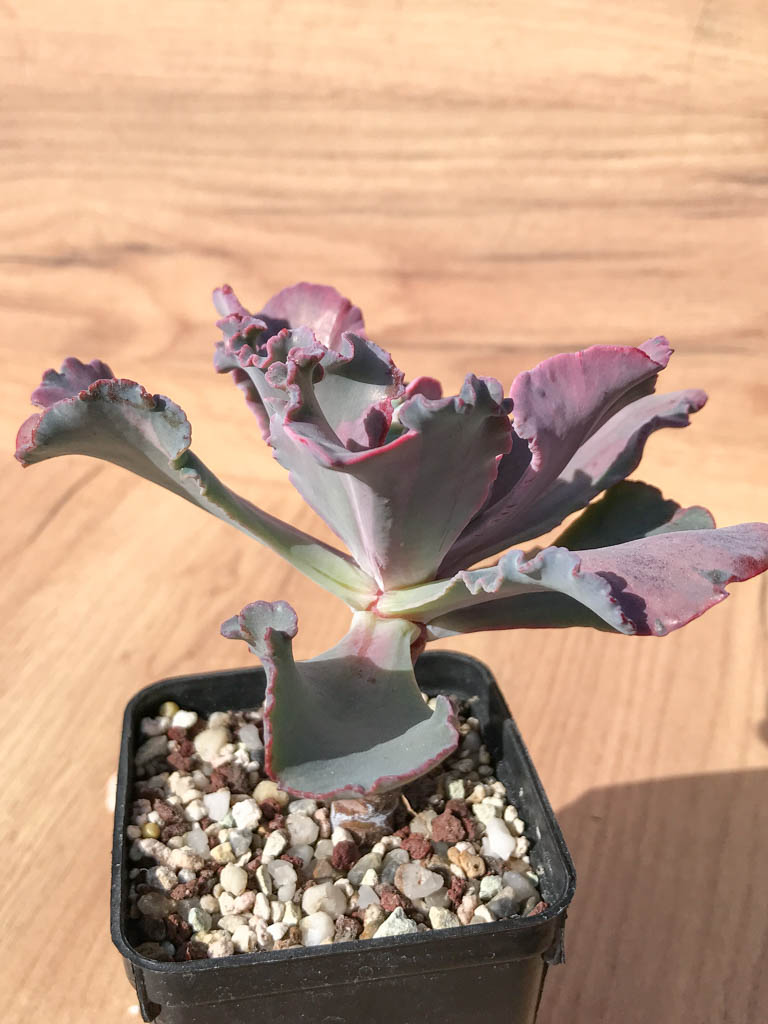 SHPR6997 Echeveria cv “Shaviana curly” variegated – Image 2