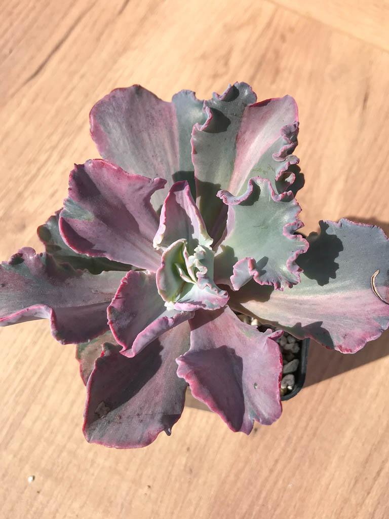 SHPR6997 Echeveria cv “Shaviana curly” variegated