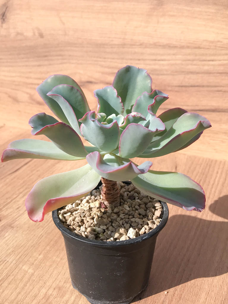 SHPR6998 Echeveria 'Lady Aquarius' - Imagen 2