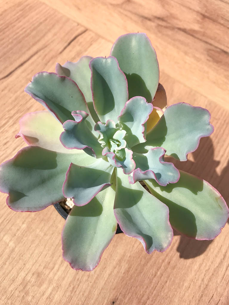 SHPR6998 Echeveria 'Lady Aquarius'