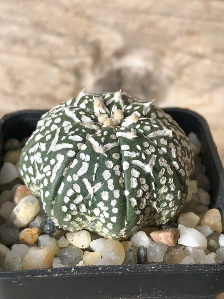 SHPR8007 Astrophytum asterias cv. Superkabuto V type - Зображення 2