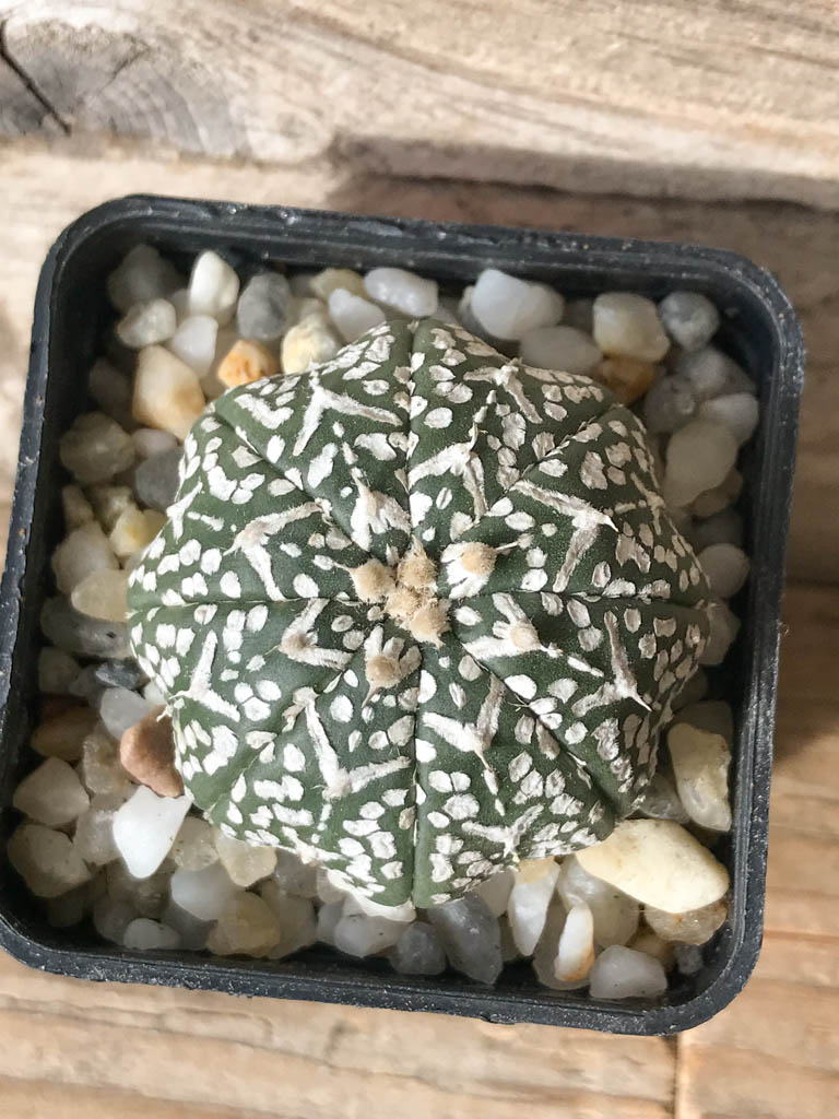 SHPR8007 Astrophytum asterias cv. Superkabuto V type