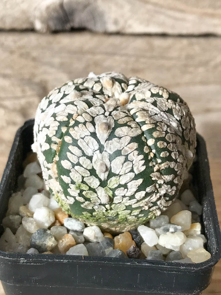 SHPR8008 Astrophytum asterias cv. Superkabuto V type - Image 2
