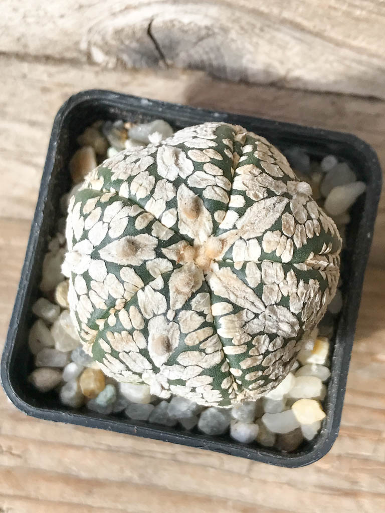 SHPR8008 Astrophytum asterias cv. Superkabuto V type