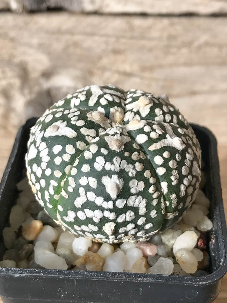 SHPR8011 Astrophytum asterias cv. Superkabuto V type - Image 2