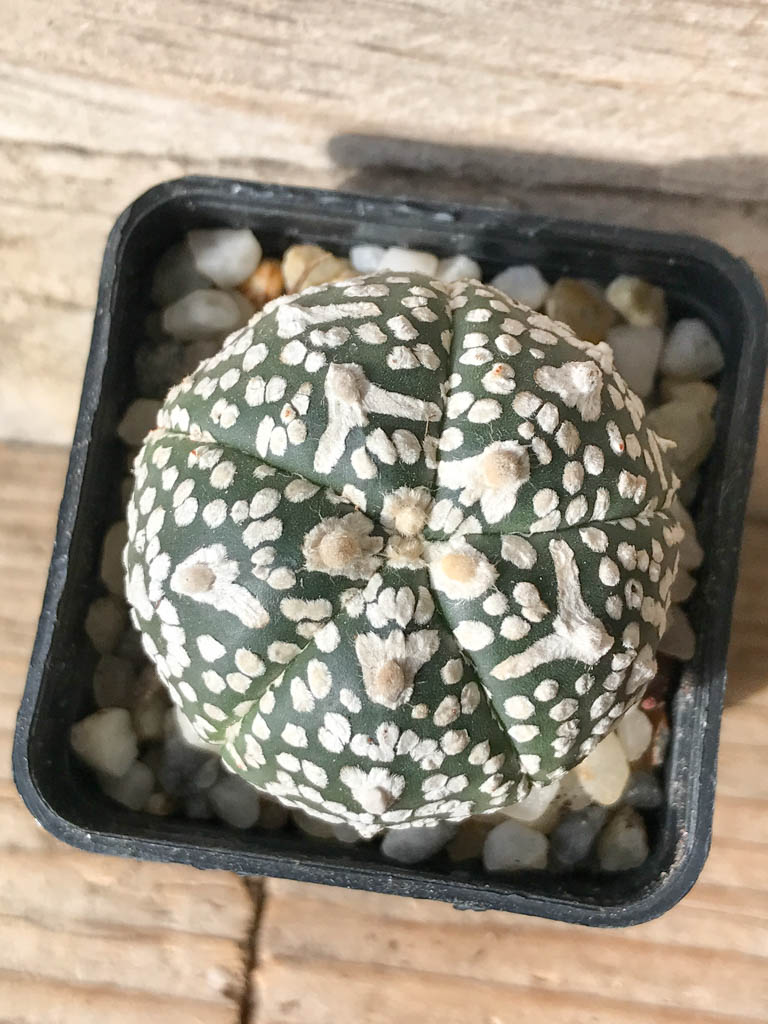 SHPR8011 Astrophytum asterias cv. Superkabuto V type