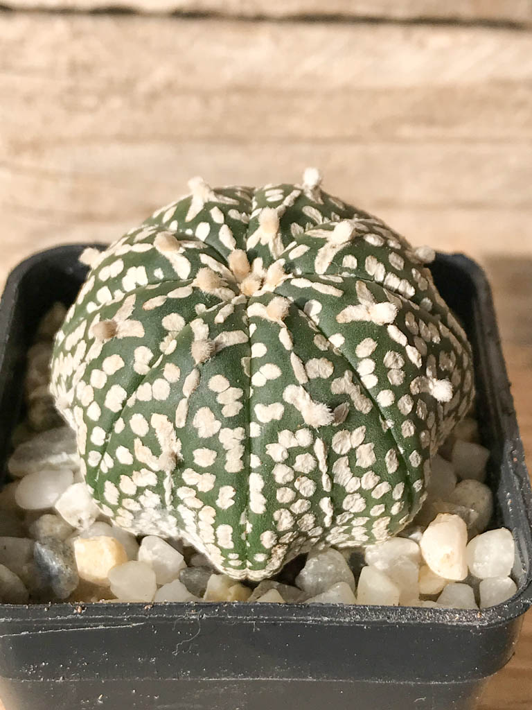 SHPR8012 Astrophytum asterias cv. Superkabuto V type - Image 2