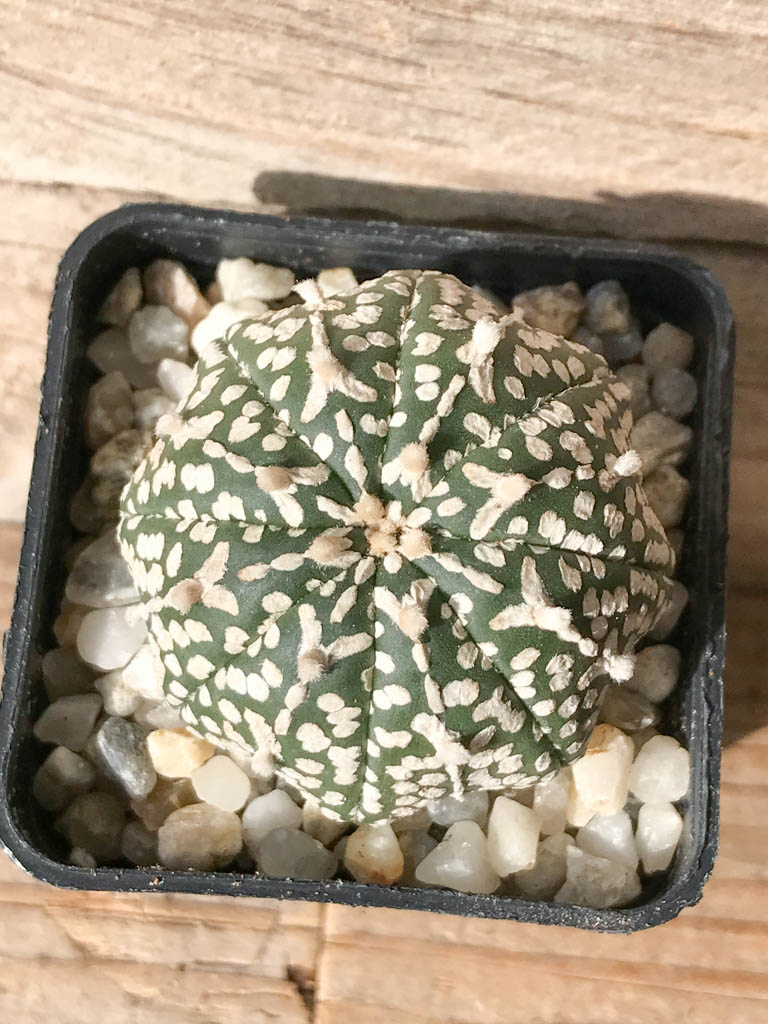 SHPR8012 Astrophytum asterias cv. Superkabuto V type