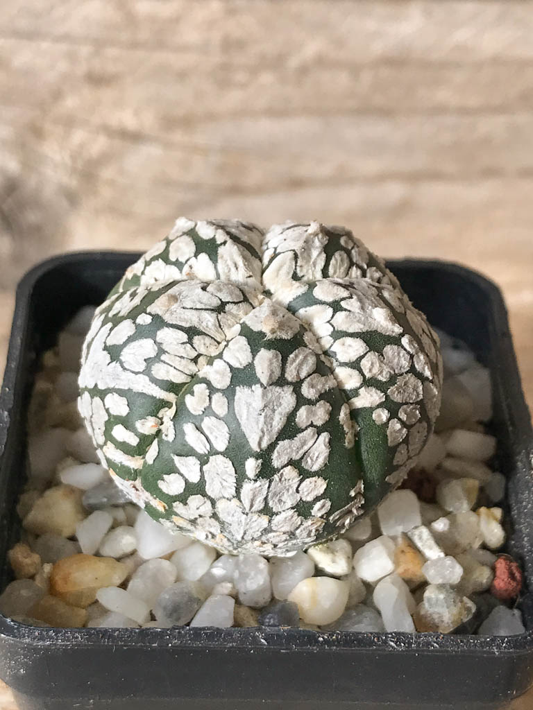 SHPR8013 Astrophytum asterias cv. Superkabuto V type - Image 2