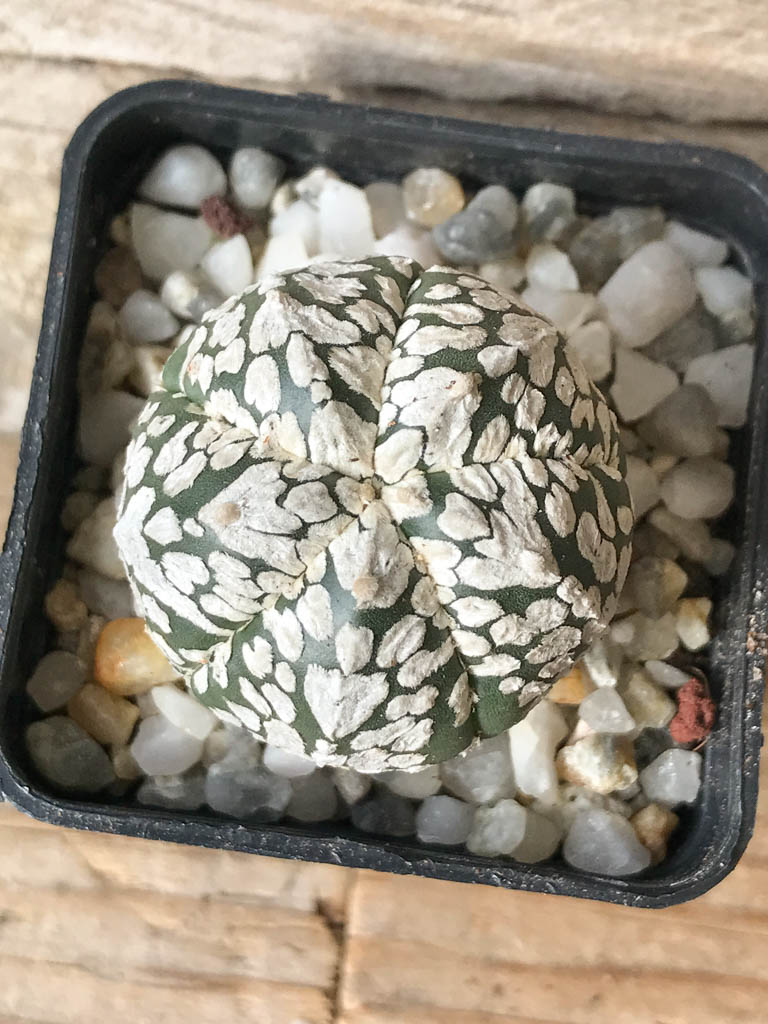 SHPR8013 Astrophytum asterias cv. Superkabuto V type