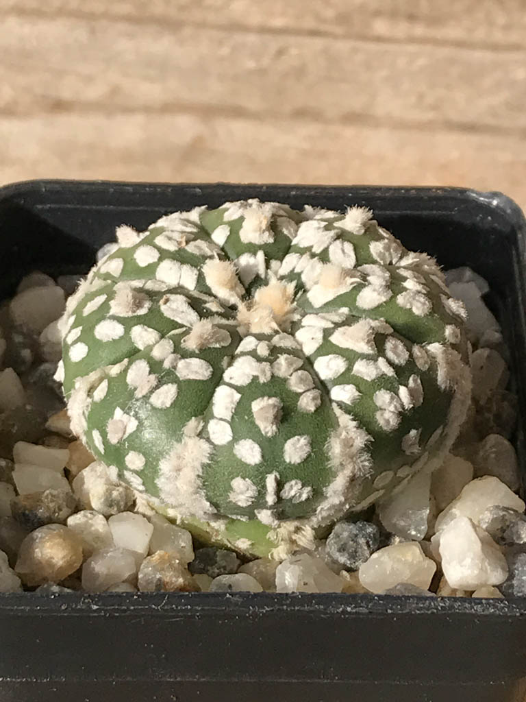 SHPR8018 Astrophytum asterias cv. Superkabuto - Image 2